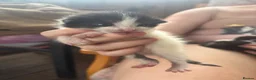 British Longhair cats for sale: 5 adorable kittens seeking forever homes - Advert 6