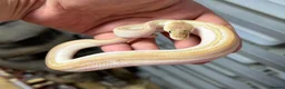 Python Snake reptiles for sale: Various royal pythons from £25 upwards  - Advert 7