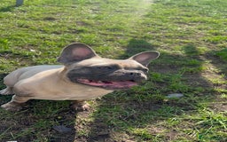 French Bulldog dogs for sale: French bulldog  - Image 3