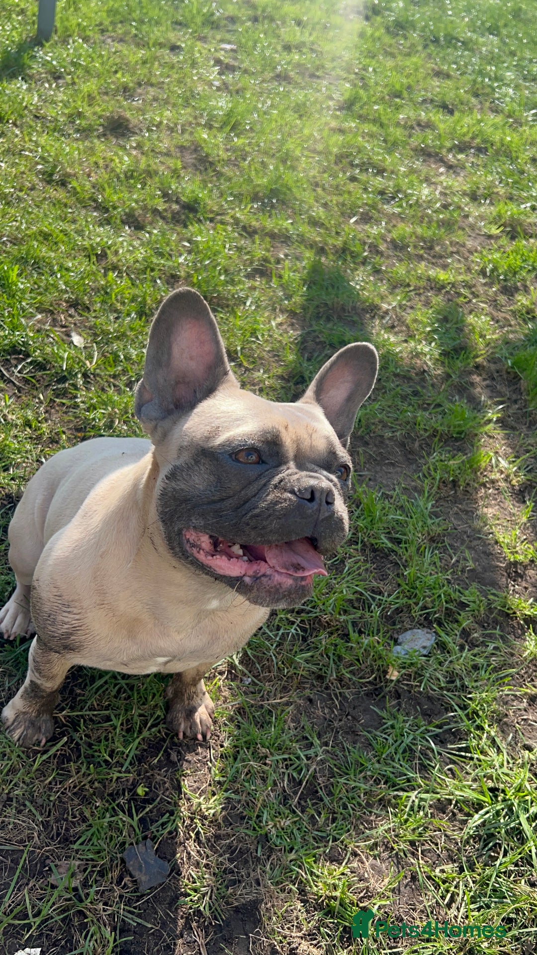 French Bulldog dogs for sale: French bulldog  - Image 3