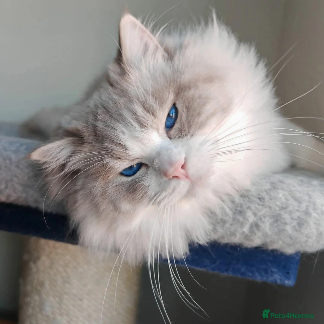 Ragdoll cats for sale: ACTIVE REGISTER BEST RAGDOLL IN UK BOY - Advert 5