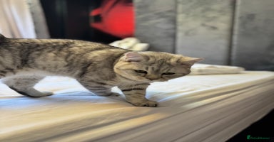 British Shorthair cats - Advert 7