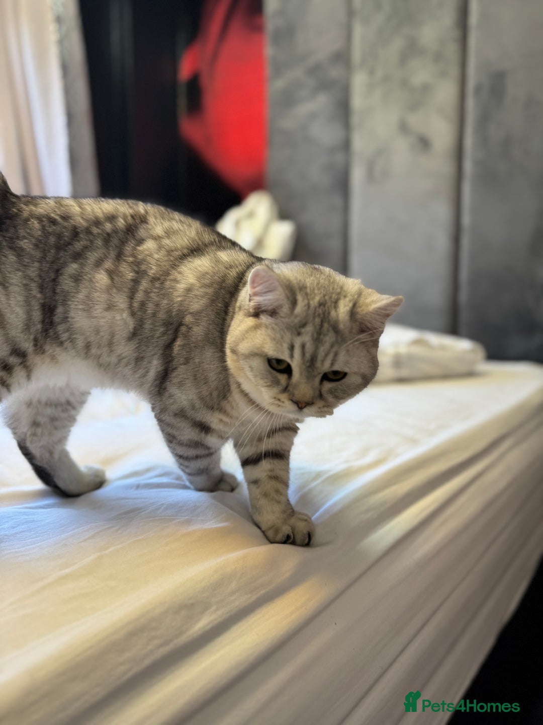 British Shorthair cats for sale: BSH kitten classic & chinchilla bloodline - Image 2
