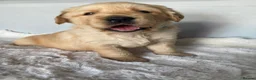 Golden Retriever dogs for sale: Chunky kc registered golden retriever puppy’s  - Advert 16