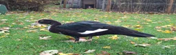 Ducks poultry for sale: Muscovy drake for sale - Advert 3