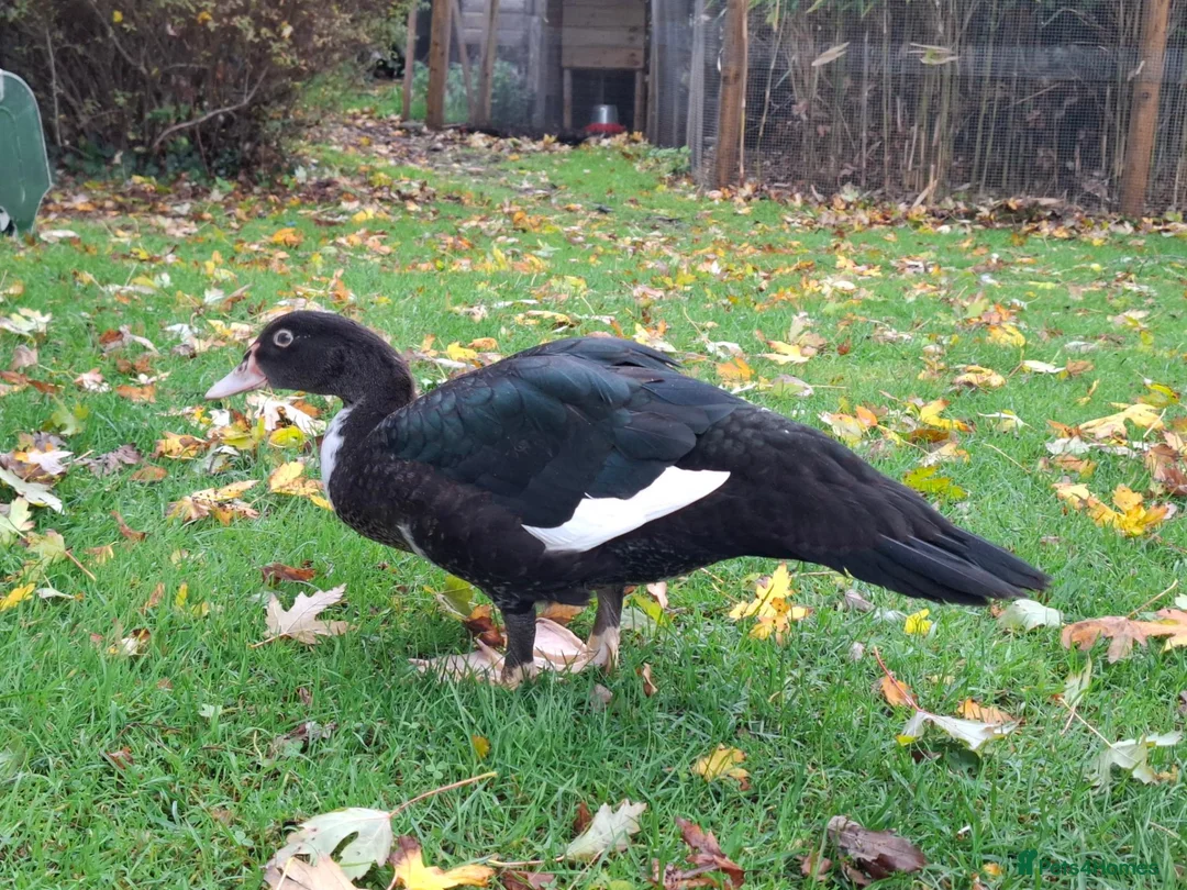 Ducks poultry for sale: Muscovy drake for sale - Advert 3