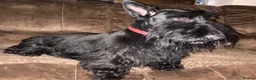 Scottish Terrier dogs for sale: Scottish Terrier Puppies  - Advert 3