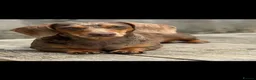 Miniature Dachshund dogs for sale: Male & female dachshund  - Advert 3