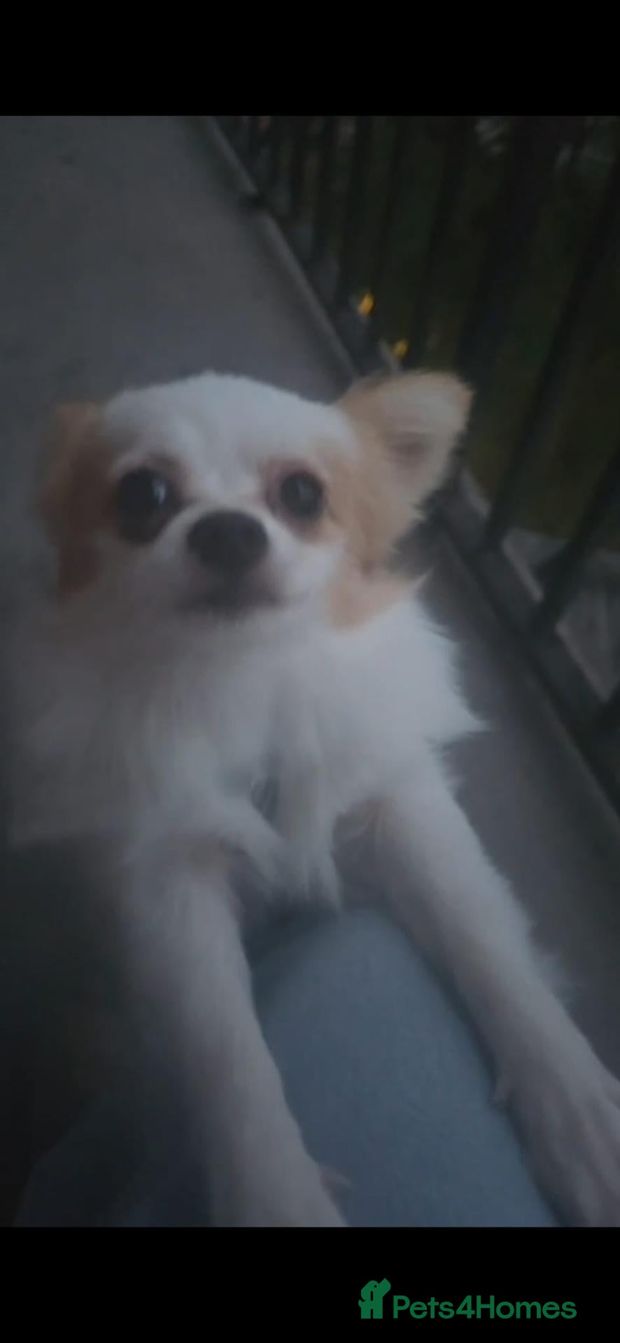 Mixed Breed dogs Beautiful Toy breed Very Affectionate - Advert 1