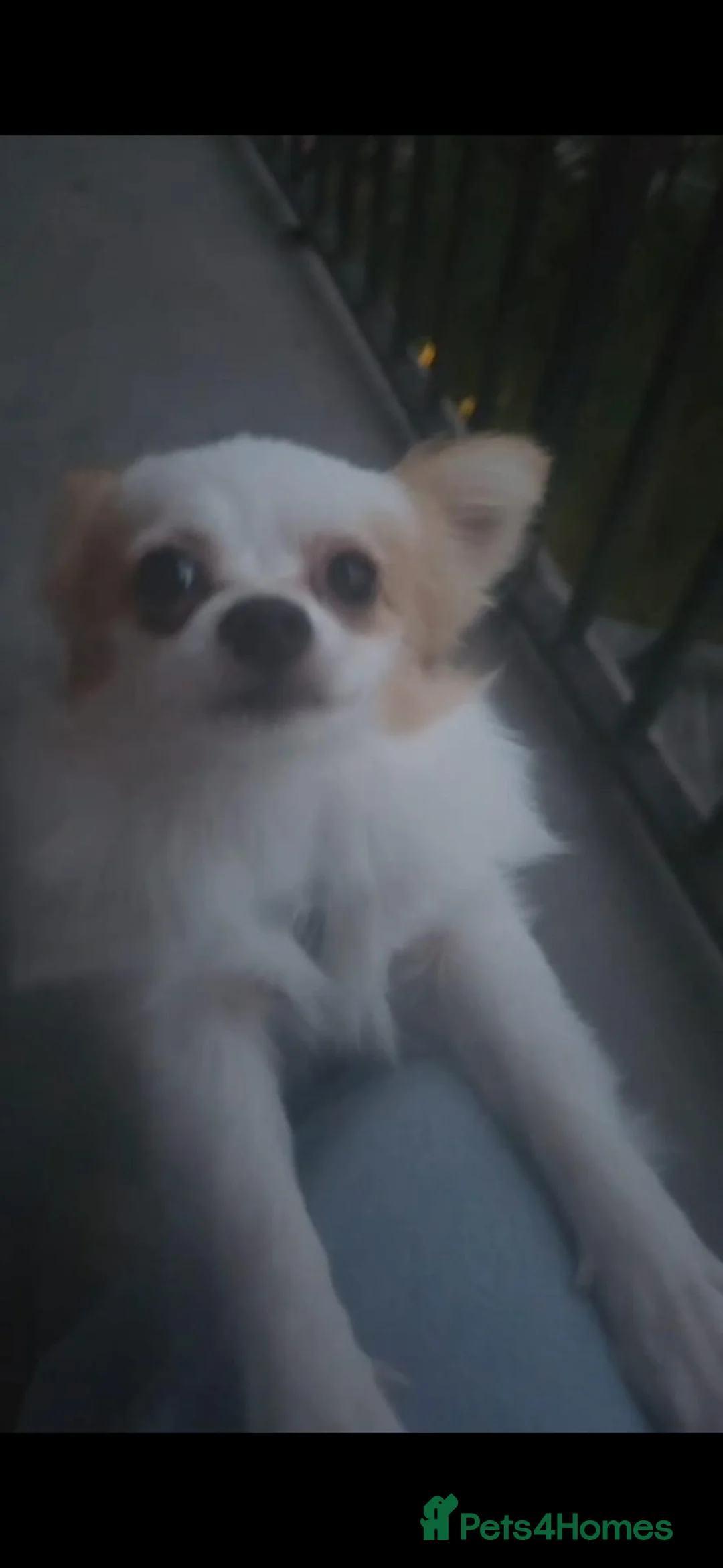 Mixed Breed dogs for sale: Beautiful Toy breed Very Affectionate - Advert 1