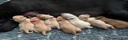 Labrador Retriever dogs for sale: 🐶STUNNING LABRADOR PUPPIES 🐶 - Advert 2