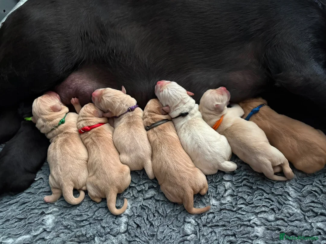 Labrador Retriever dogs for sale: 🐶STUNNING LABRADOR PUPPIES 🐶 - Advert 2