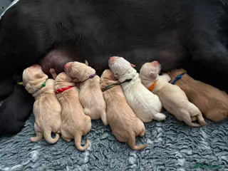 Labrador Retriever dogs LABRADOR PUPPIES DUE SOON - Advert 3