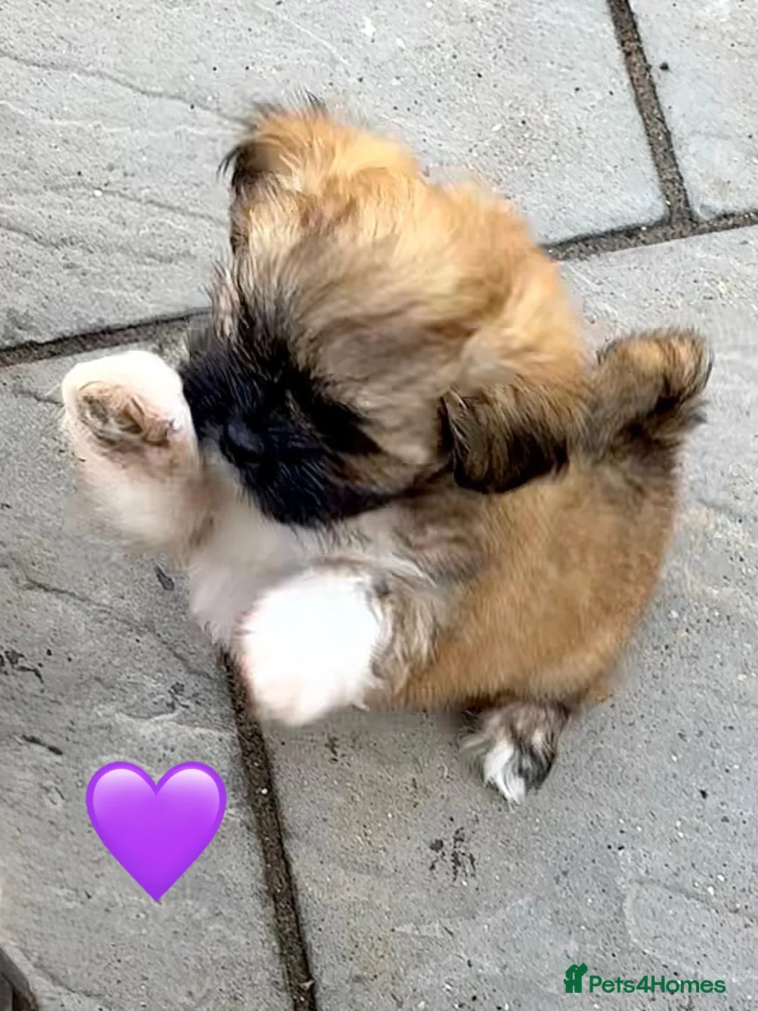 Lhasa Apso dogs for sale: Four Beautiful Lhasa Apso Pups RKC reg GPRA4 Clear - Advert 1