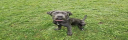 Cane Corso dogs for sale: Beautiful gentle female cane corso in Gloucester - Advert 6
