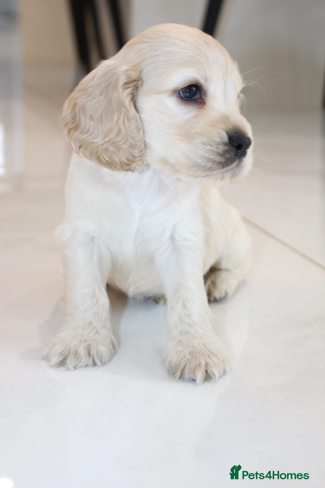 Cocker Spaniel dogs for sale: Super Cute little boys ready in a few days! - Advert 2