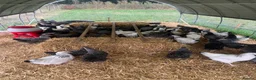 Chickens poultry for sale: Point of lay hybrid hens  - Advert 4
