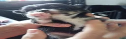 Chihuahua dogs for sale: Chihuahua puppies - Advert 24