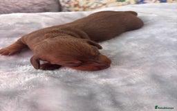 Miniature Dachshund dogs for sale: Miniature dachshund smooth hair pups  - Image 23