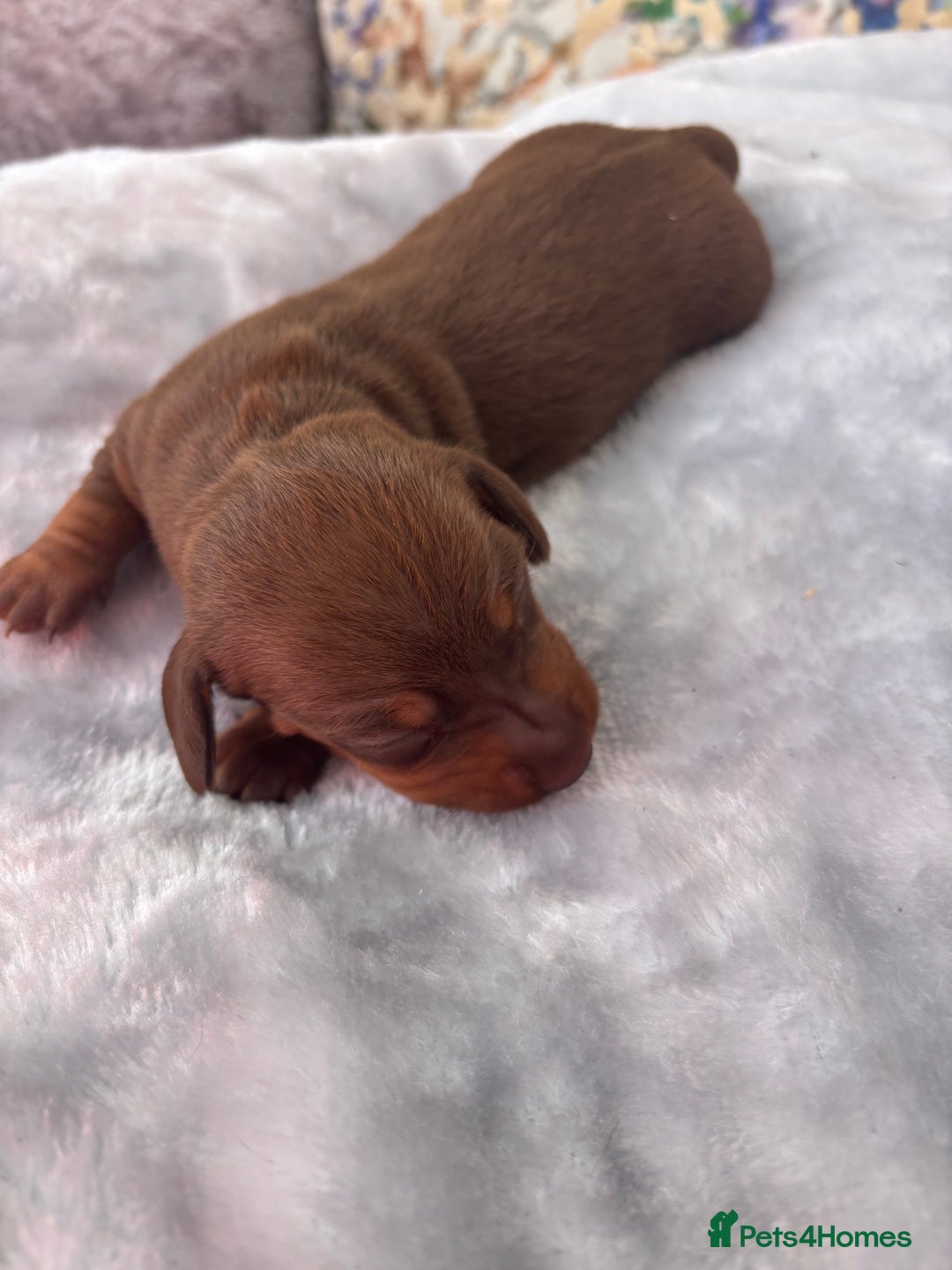 Miniature Dachshund dogs for sale: Miniature dachshund smooth hair pups  - Image 23