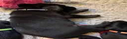 Labrador Retriever dogs for sale: Two Black KC Reg Labrador bitches from litter  in Yelverton - Advert 23