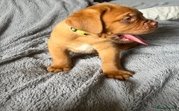 Dogue De Bordeaux dogs for sale: Kc registered Dogue de bordeaux puppies  - Image 13