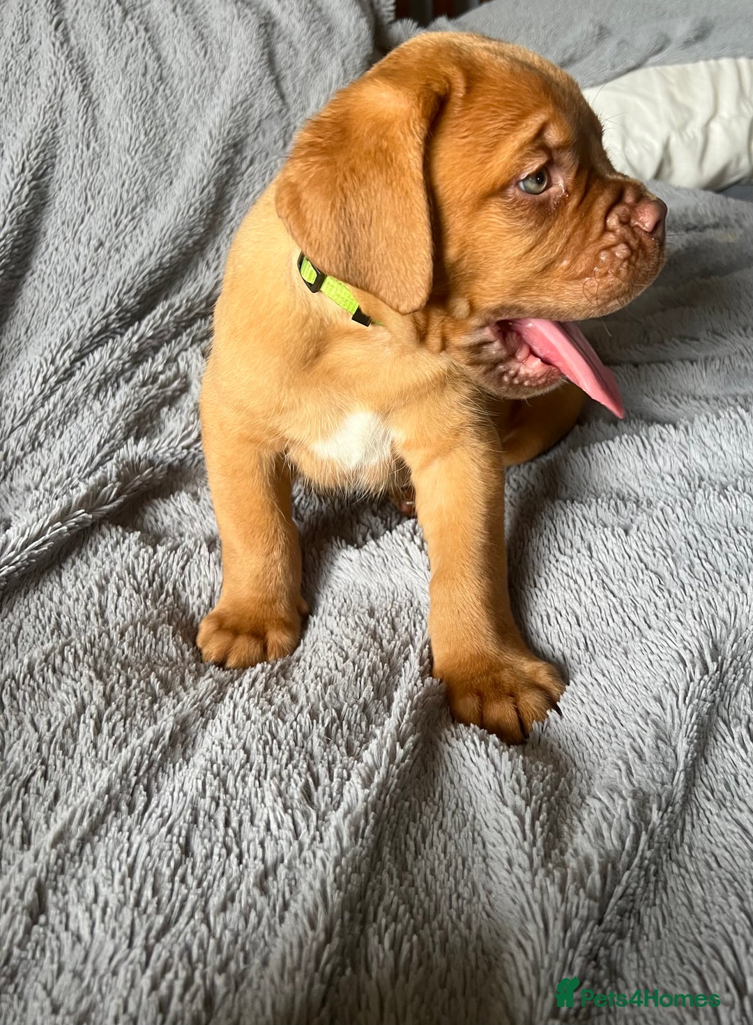 Dogue De Bordeaux dogs for sale: Kc registered Dogue de bordeaux puppies  - Image 13