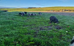 Pig livestock for sale: Micro pigs /t cup - Image 11