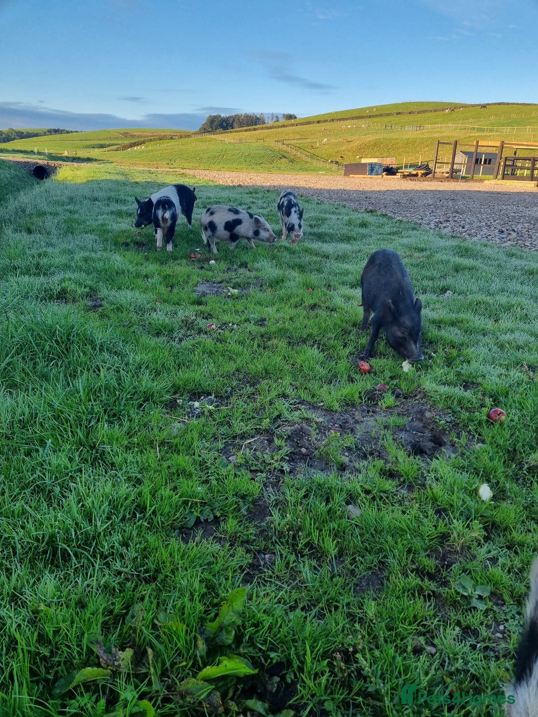 Pig livestock for sale: Micro pigs /t cup - Image 11