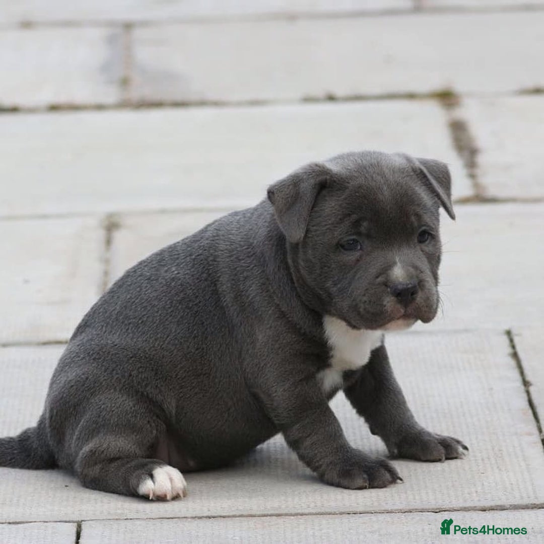 Staffordshire Bull Terrier dogs for sale: SOLID BLUE TEDDY BEARS STAFFS 🐻  - Advert 7