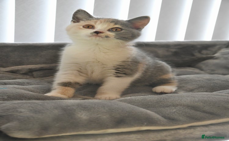 British Shorthair cats - Advert 8