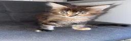 Maine Coon cats for sale: Rare Red Silver Maine Coon Kittens Available  - Advert 7