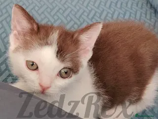 Devon Rex cats Special home wanted for beautiful Devon Rex x BSH - Advert 4