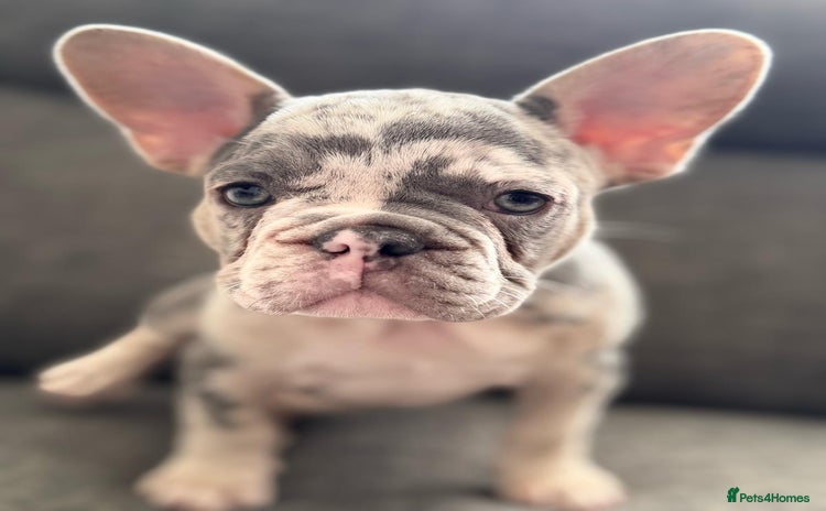 French Bulldog dogs - Advert 1