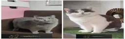 British Shorthair cats for sale: GCCF registered chunky British Shorthair Kittens - Advert 8