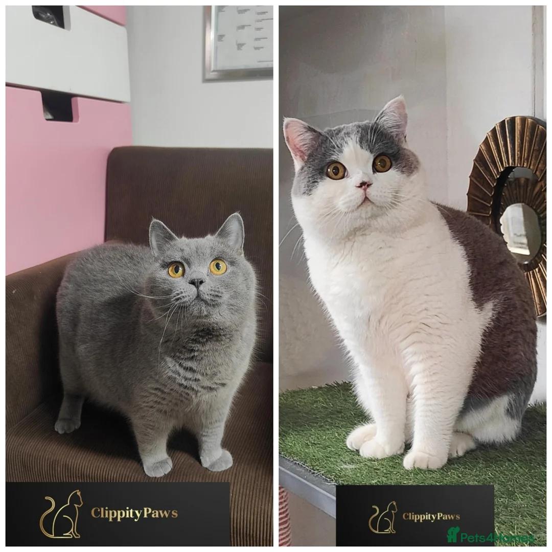 British Shorthair cats for sale: GCCF registered chunky British Shorthair Kittens - Advert 8
