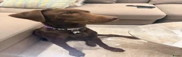 Labrador Retriever dogs for sale: Winston – 6-Month-Old Chocolate Labrador in Addlestone - Advert 9