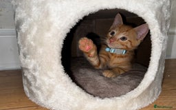Domestic Shorthair cats for sale: Ginger Male Kitten – Domestic Shorthair - Image 2