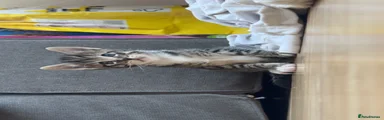 Domestic Shorthair 4
