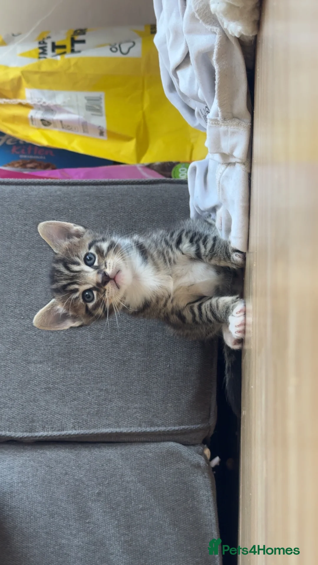 Domestic Shorthair cats for sale: Looking to rehome mother and kittens in Cambridge - Advert 2