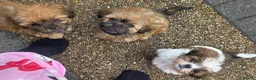 Shih Tzu dogs for sale: Shih tzu puppies  - Advert 5