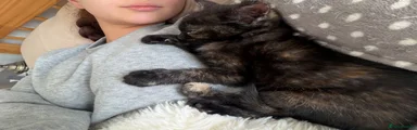 Tabby girl 1