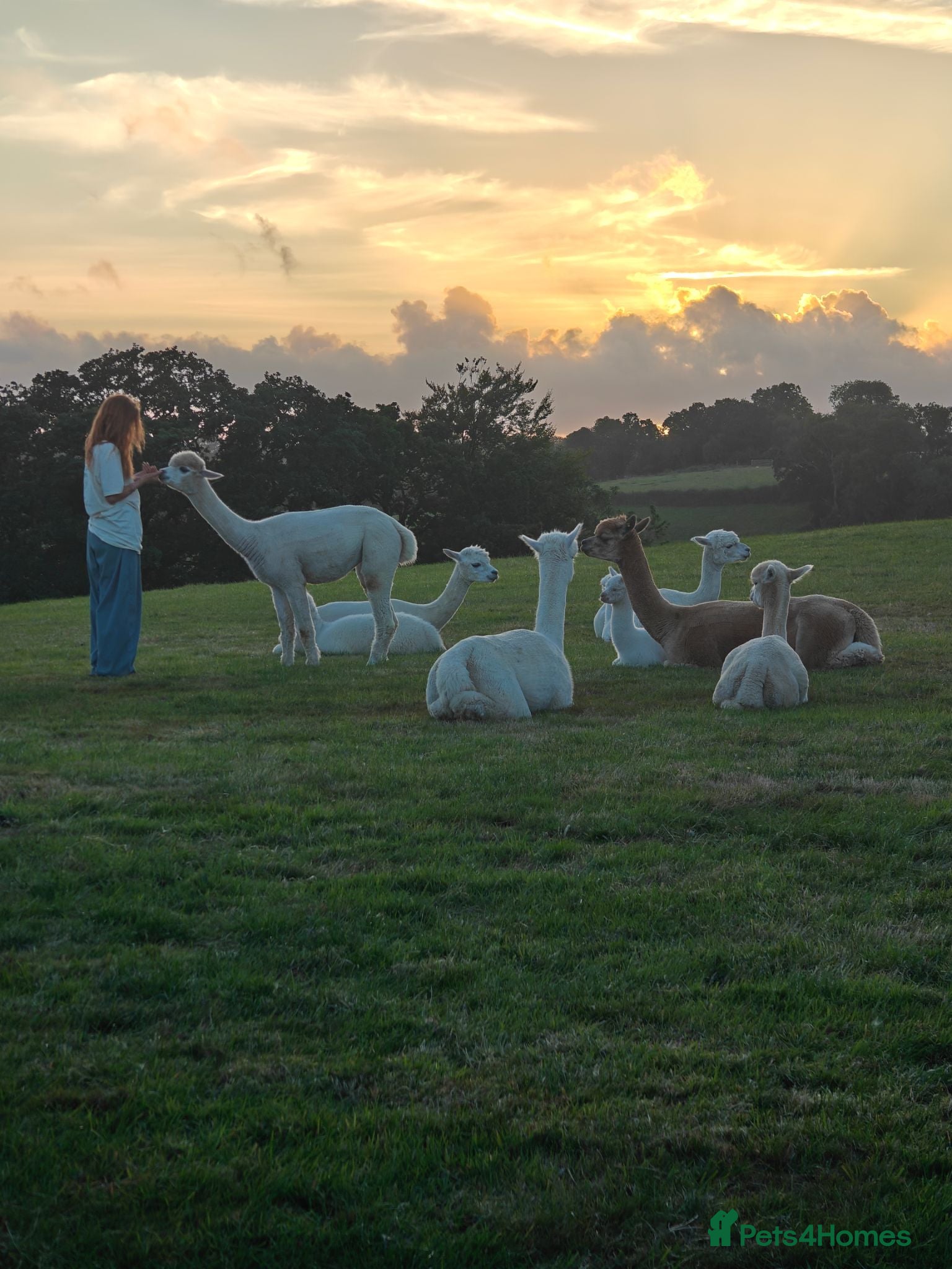 Alpaca livestock BAS registered breeding female Alpacas  - Advert 1