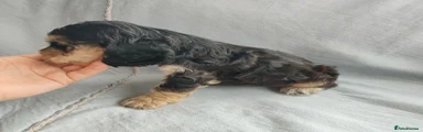 Cocker Spaniel 3