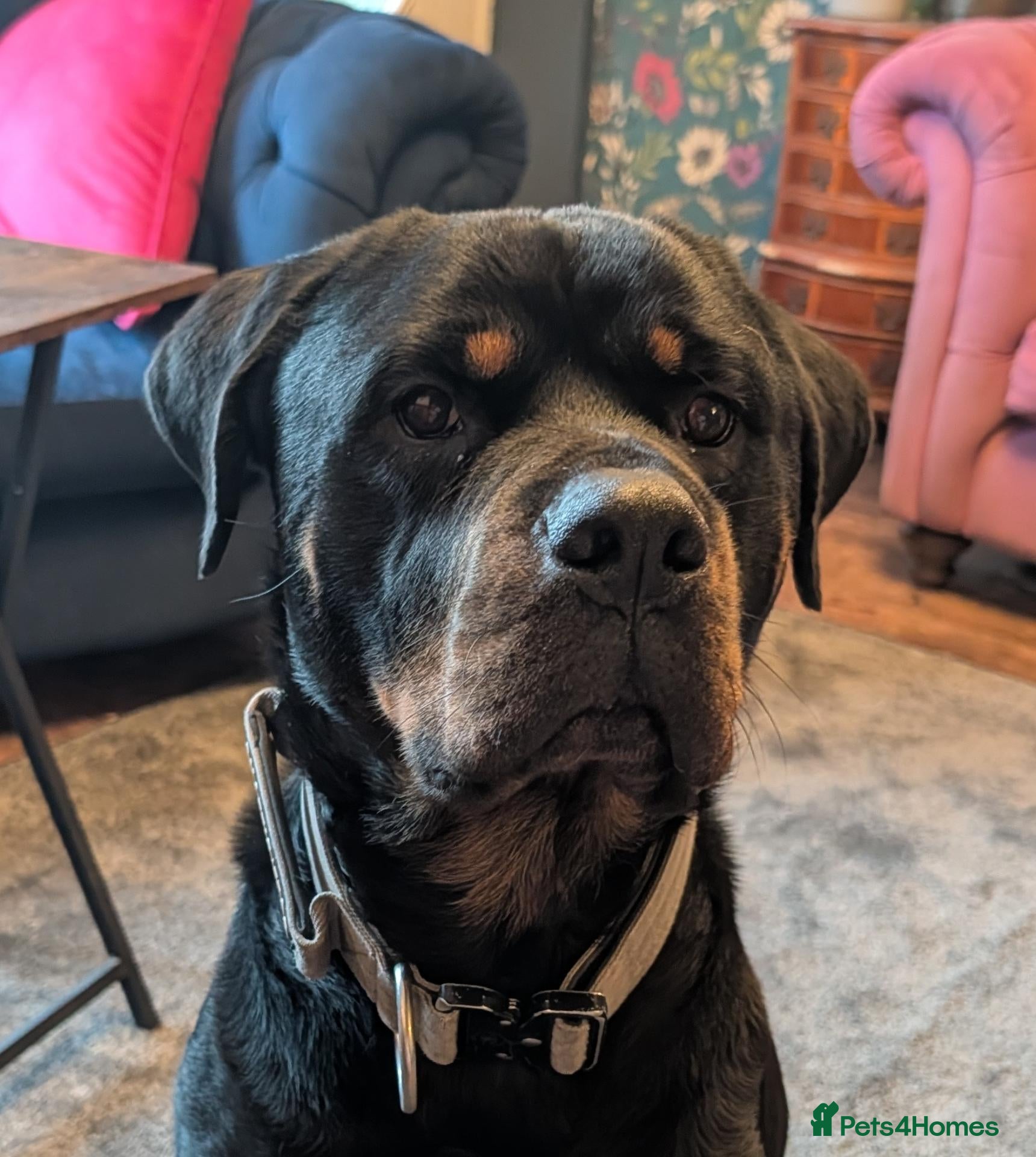 Rottweiler dogs for sale: Bruce... Handsome 2.5 year old Rotty - Advert 6