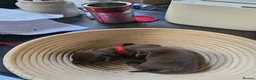 Dachshund dogs for sale: Smooth haired Dachshund Puppies in Wellington - Advert 10