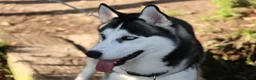 Siberian Husky dogs for stud: Siberian Husky for Stud in Bishop's Stortford - Advert 6