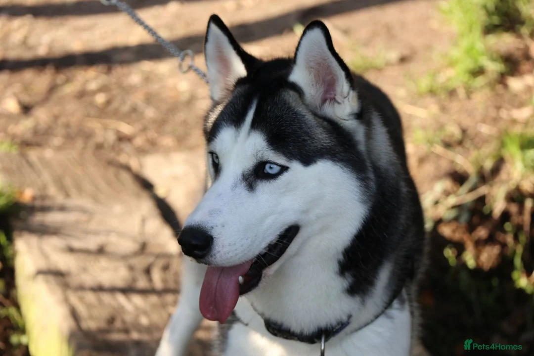 Siberian Husky dogs for stud: Siberian Husky for Stud in Bishop's Stortford - Advert 6