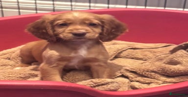 Cocker Spaniel dogs - Advert 3