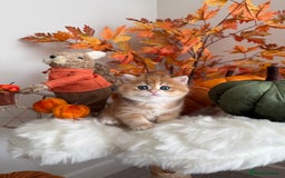 British Shorthair cats for sale: Golden British Shorthair  - Image 6